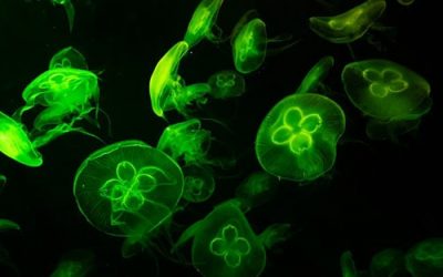 Crean una «bomba genética programable» capaz de matar bacterias malas y resistentes