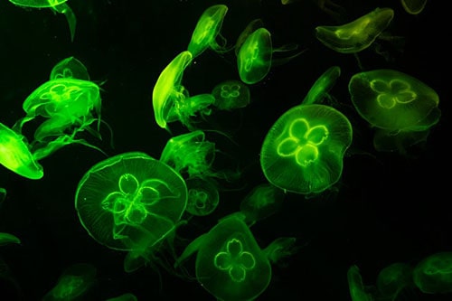 Crean una «bomba genética programable» capaz de matar bacterias malas y resistentes